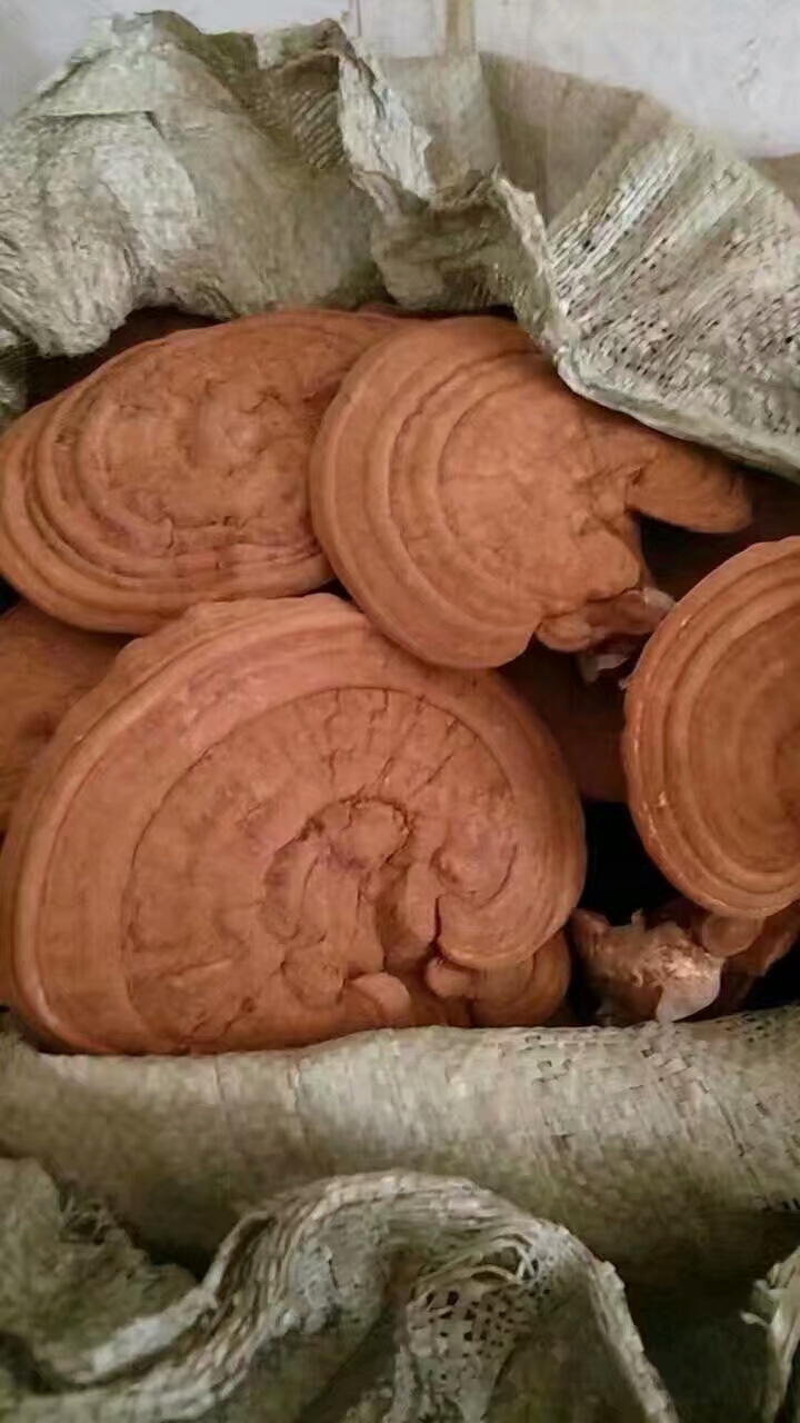 灵芝片