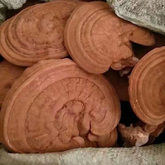 冠县灵芝片