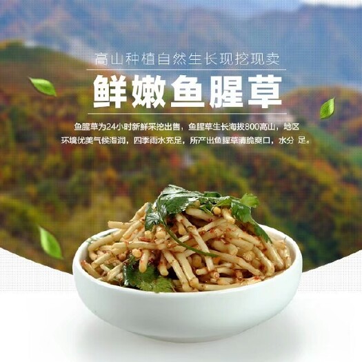 当阳市鱼腥草根
