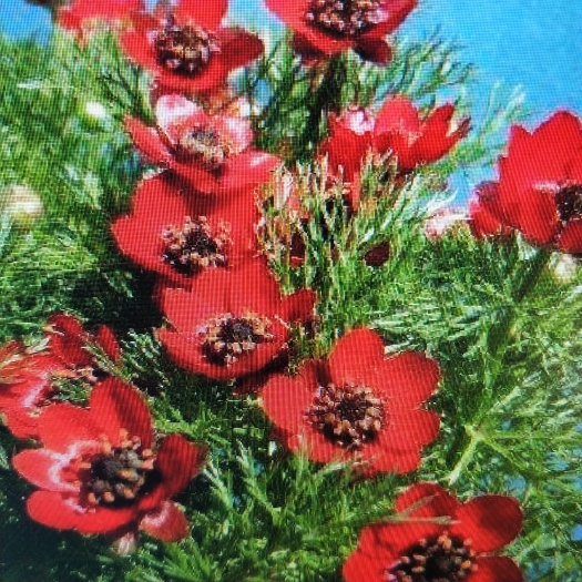沭阳县福寿花种子