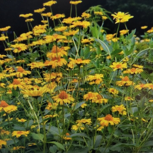 沭阳县日光菊