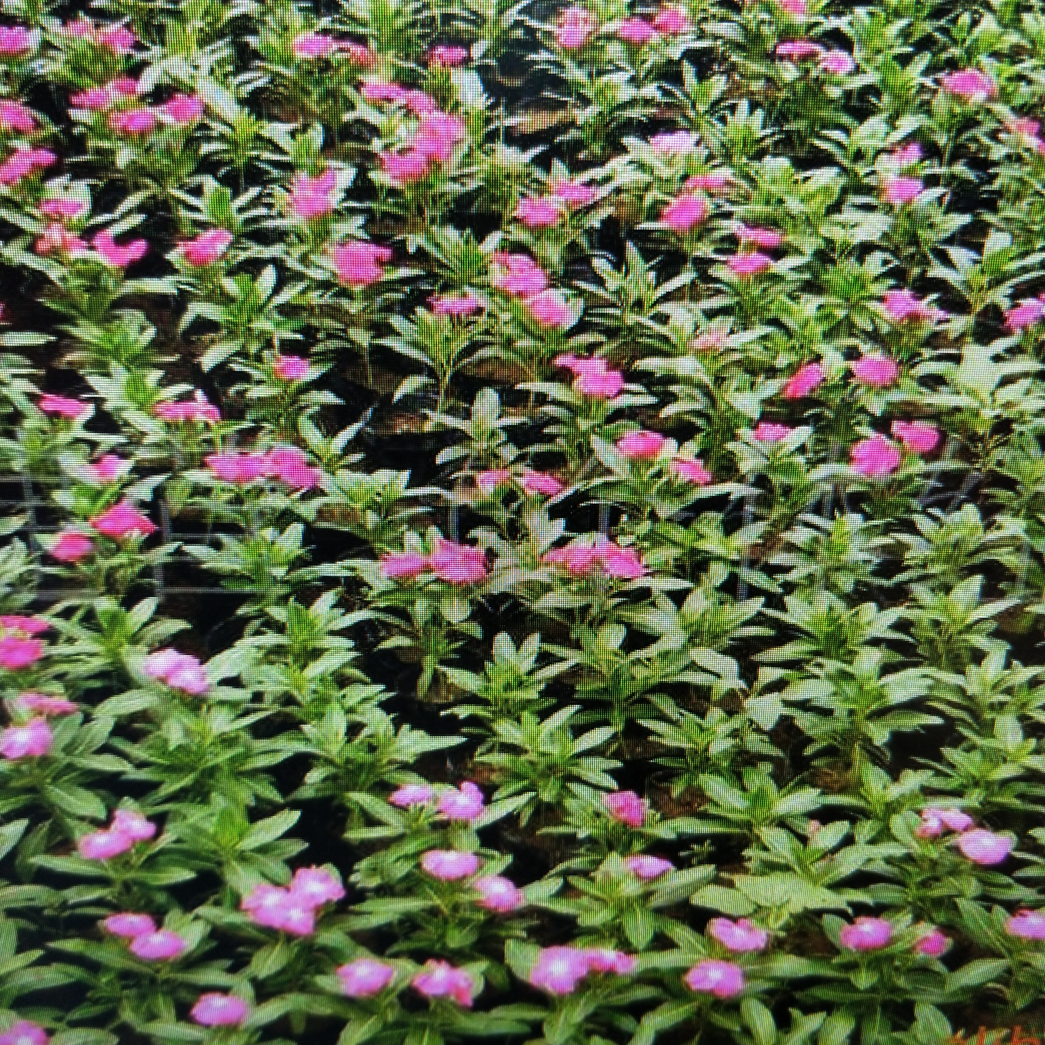 长春花种子