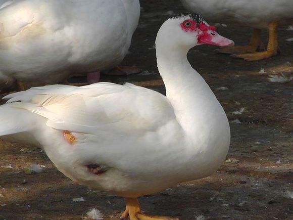 纯种骡鸭苗基地直供骡鸭苗   1斤左右的长期有货哦