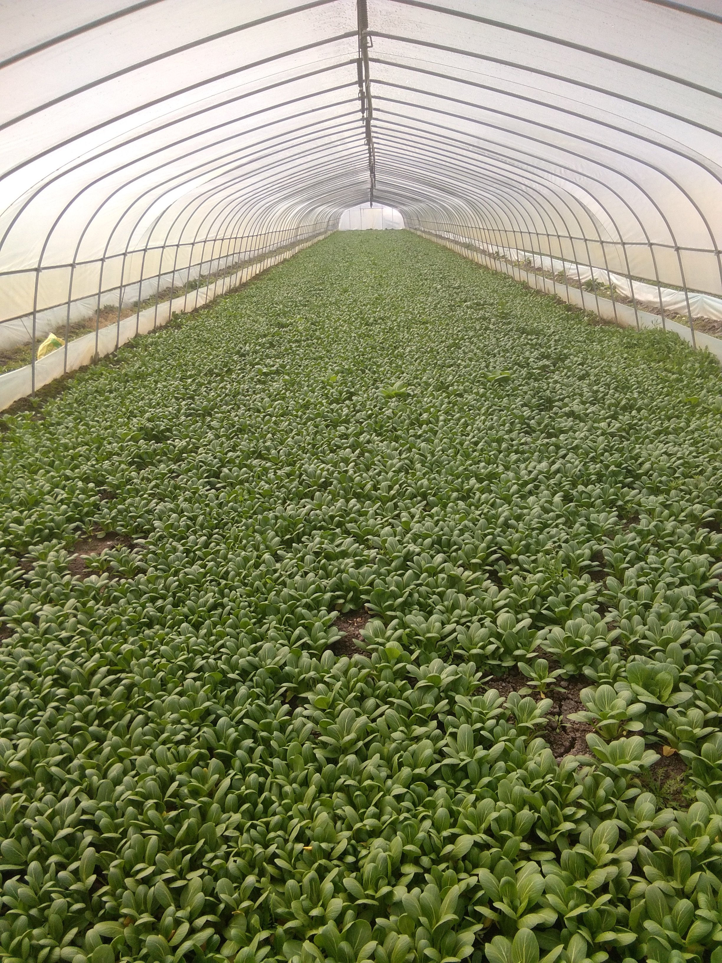 腌制青菜批发采购_腌制青菜供应_腌制青菜价格