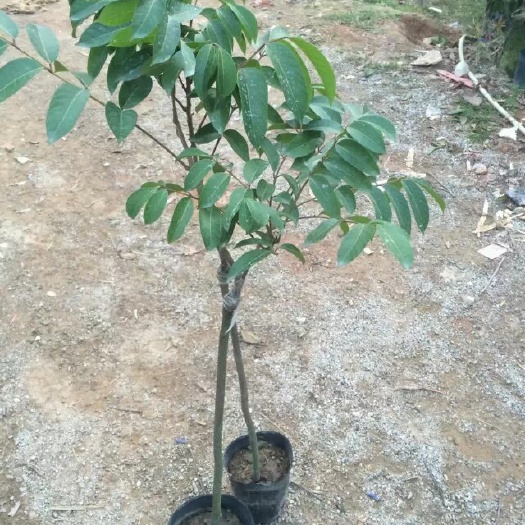 灵山县黄橄榄
