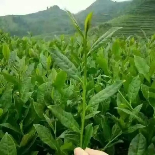 长沙湘西保靖黄金茶 散装 特级 