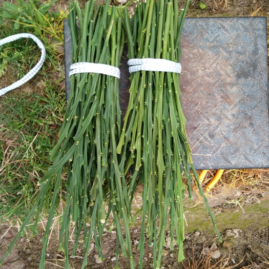 象山县柑桔枝条 15~20cm