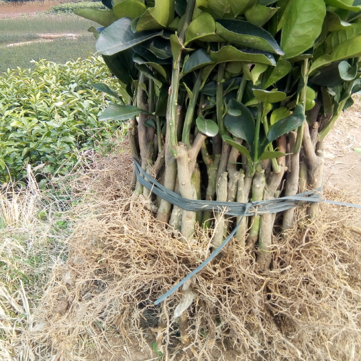 阳朔县沙田柚苗  ，产地直供，一等品，，红宝石