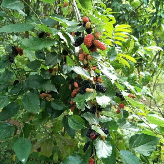 灵山县四季大果桑苗