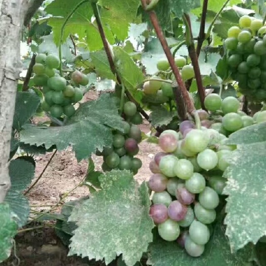 丰县葡萄苗巨峰，矮化葡萄苗