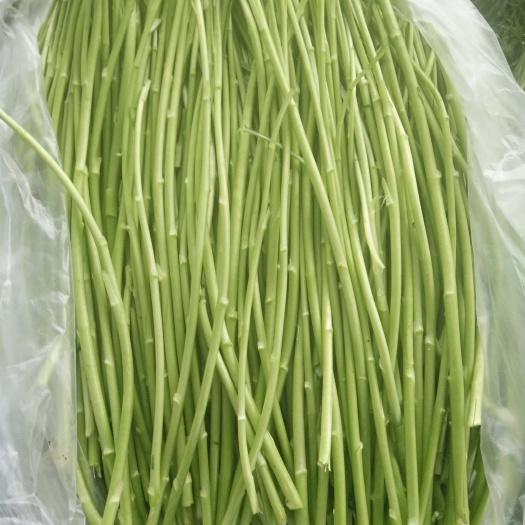 泗洪县青蒌蒿 30~35cm