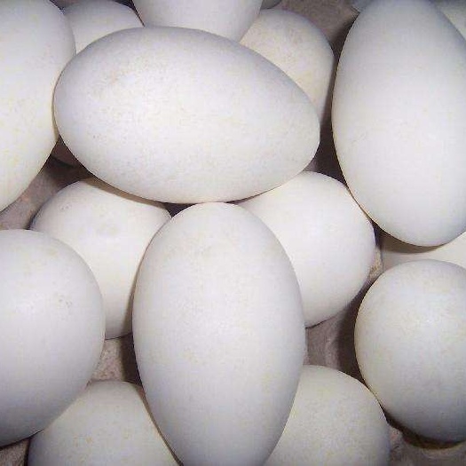 深泽县土鹅蛋 食用 箱装