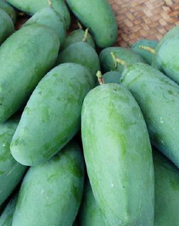 大青芒 6两以上