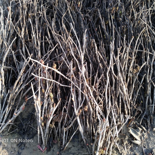 亳州油用牡丹种苗 8~10cm 4~6cm 0.5米以下 
