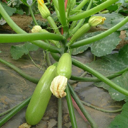 莘县绿皮西葫芦 0.4斤以上