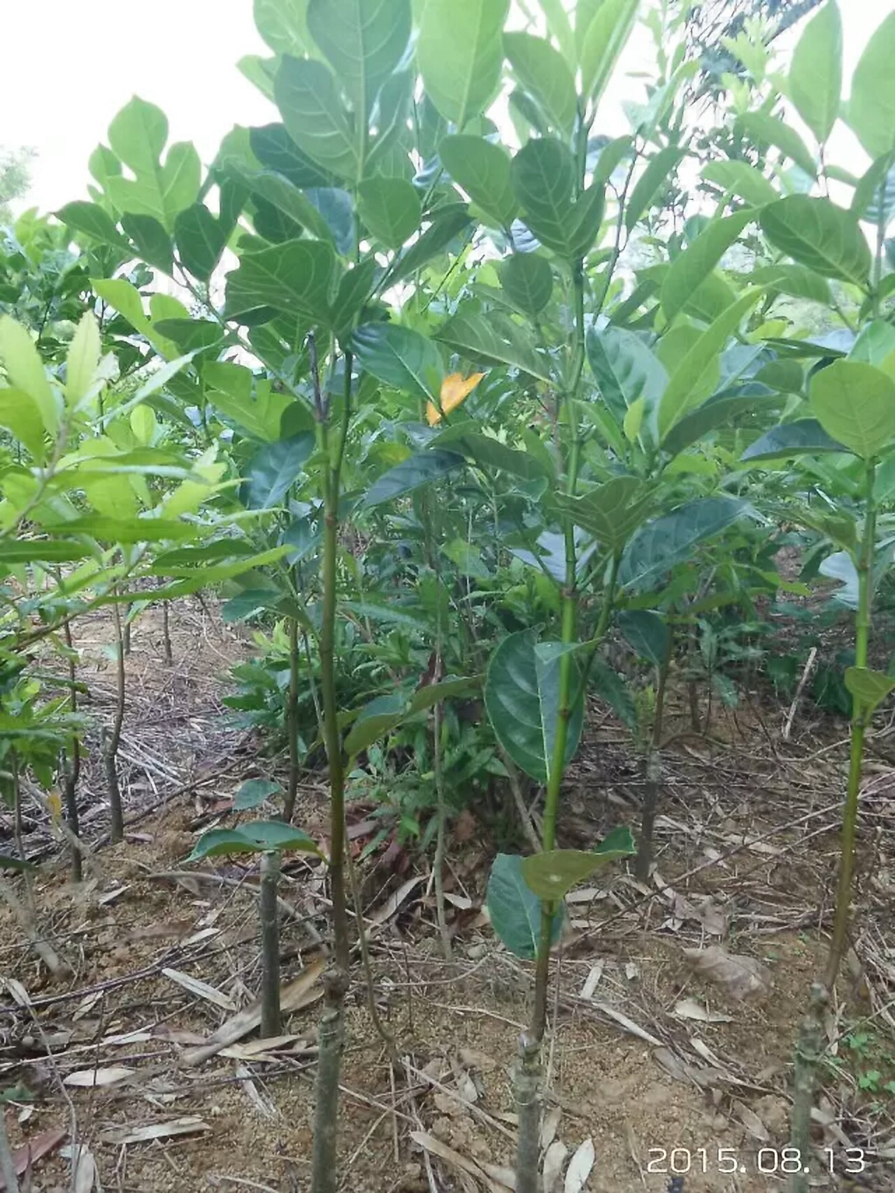 红肉菠萝蜜苗  泰国红肉菠萝蜜八号 十二号嫁接苗 带营养杯发货