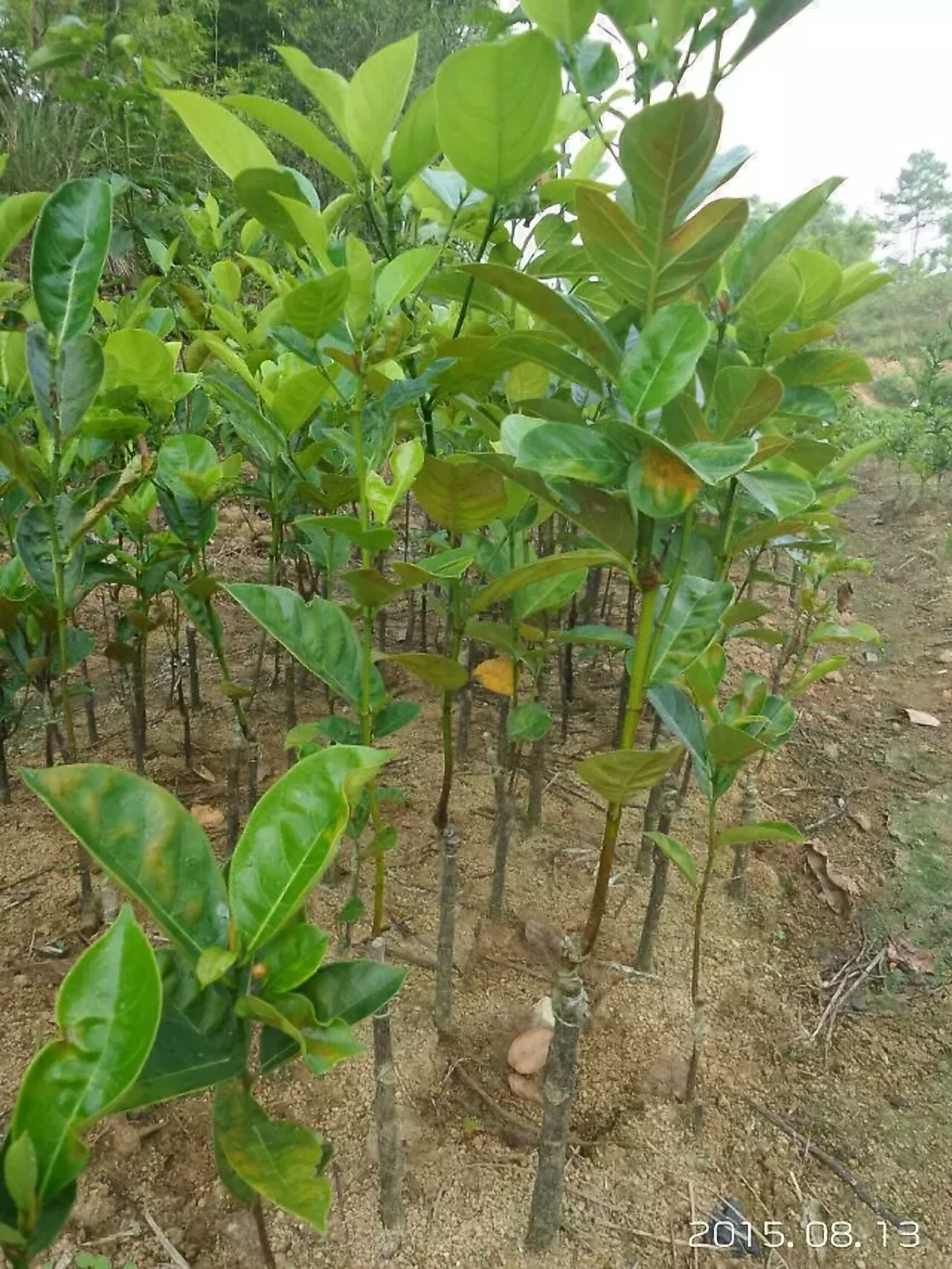 红肉菠萝蜜苗  泰国红肉菠萝蜜八号 十二号嫁接苗 带营养杯发货