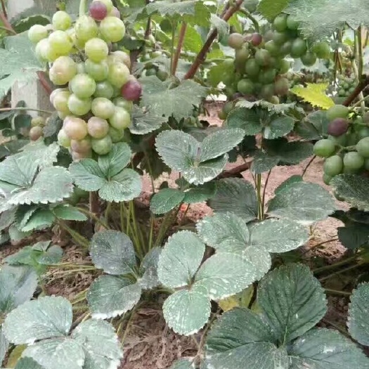 丰县巨峰葡萄苗