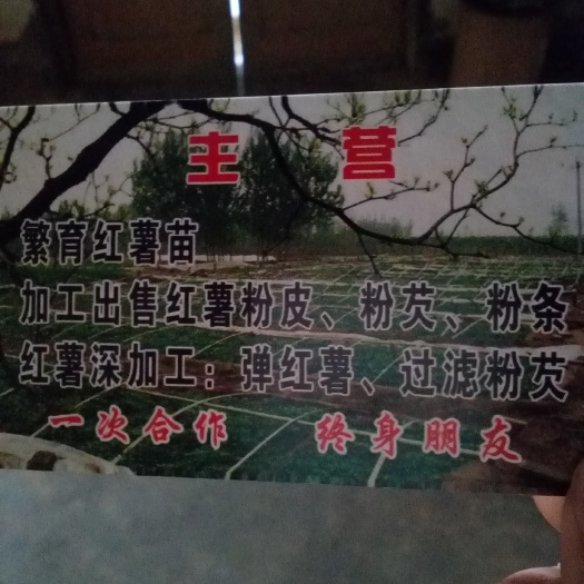 新乡县龙薯9号红薯苗 25~35cm 