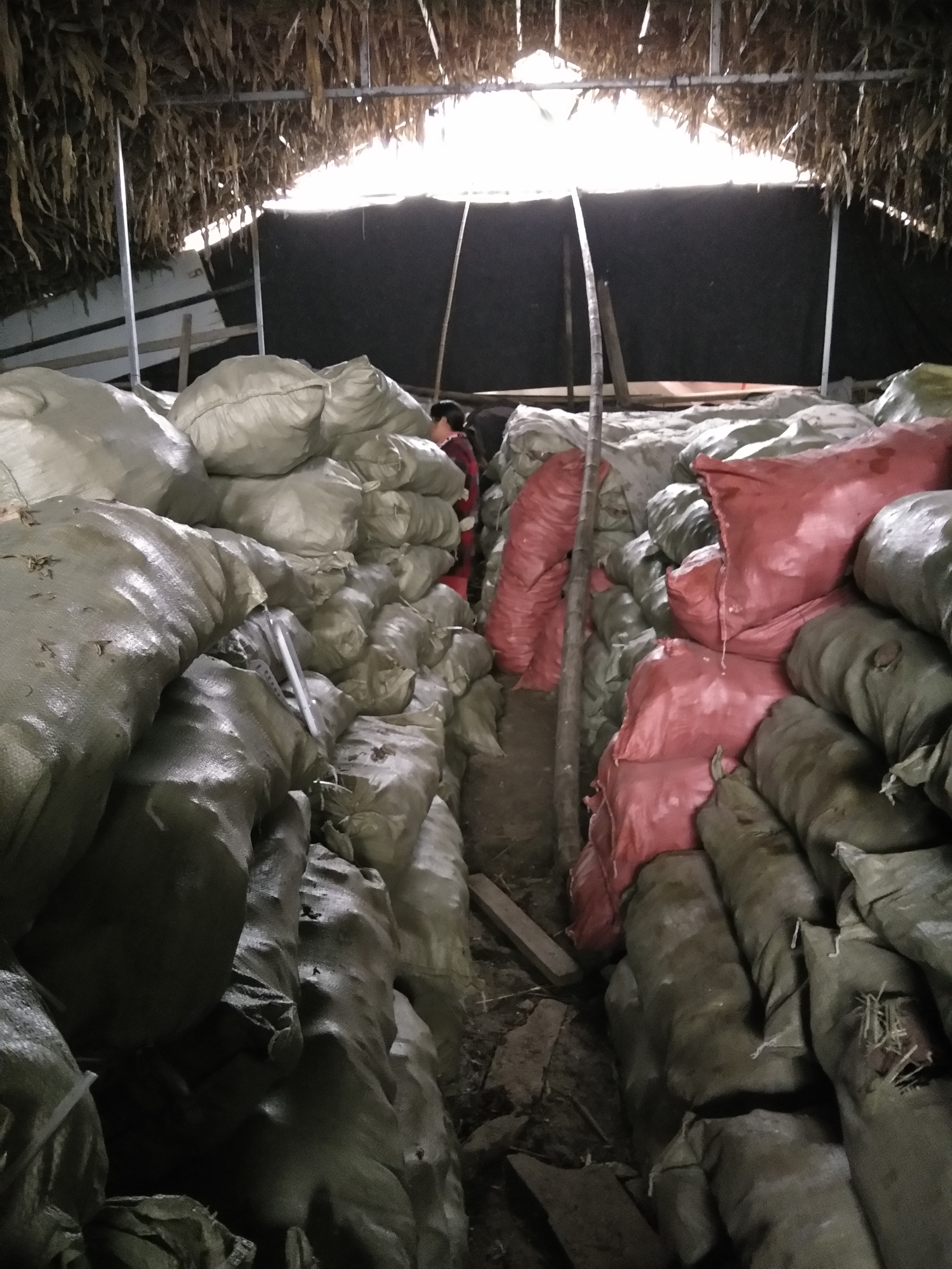 徐薯18号 红皮 8两~1.2斤