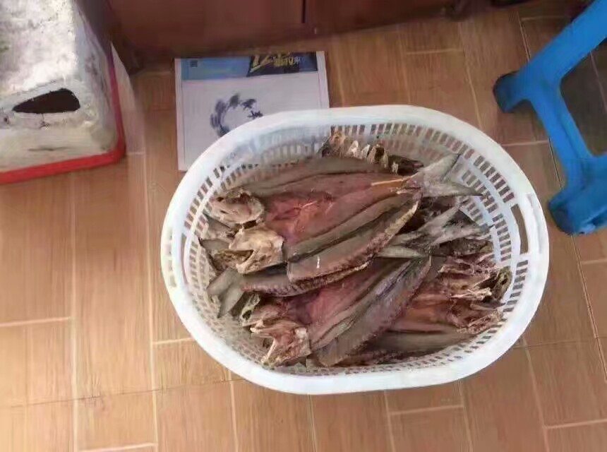 马友鱼 