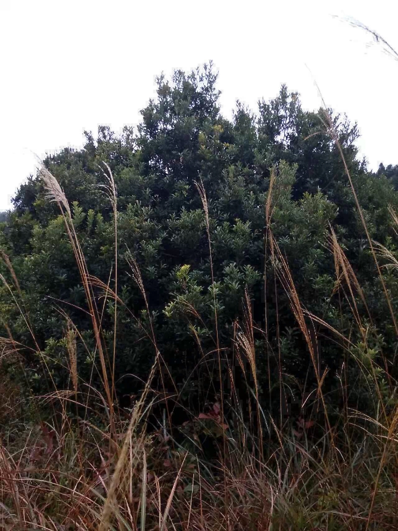 荸荠杨梅种苗 东魁杨梅，荸荠杨梅大小苗，基地直供