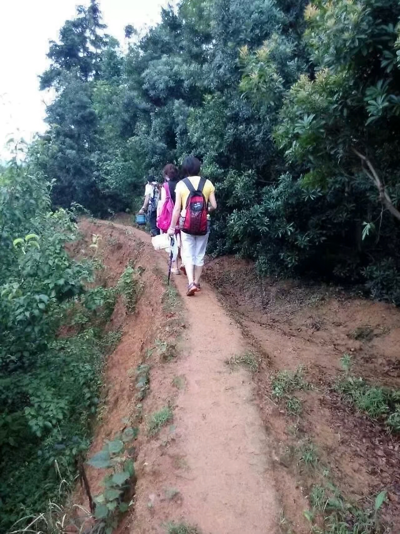 荸荠杨梅种苗 东魁杨梅，荸荠杨梅大小苗，基地直供