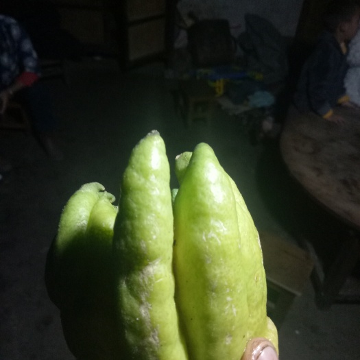 龙陵县佛手苗