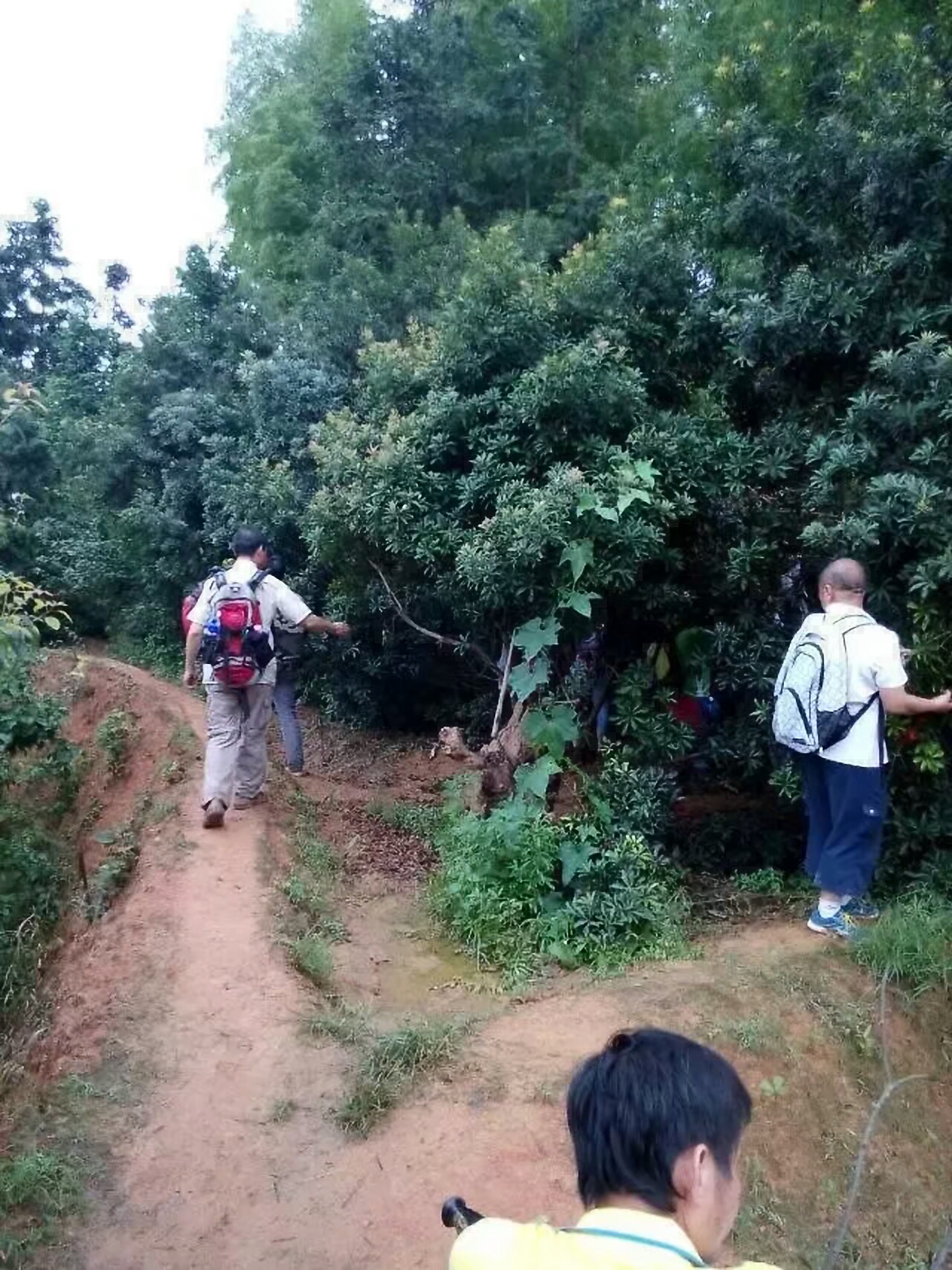 荸荠杨梅种苗 东魁杨梅，荸荠杨梅大小苗，基地直供