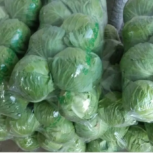 邯郸绿包菜 河北省邯郸市永年区 1.5~2.0斤
