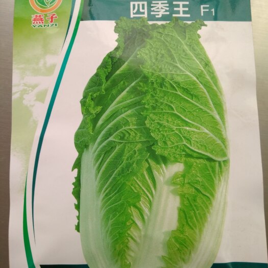 赫章县白菜种子 四季王 白菜种