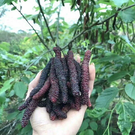 灵山县长果桑苗 广西百家苗园苗场，常年供应各种优质水果苗