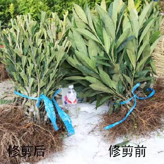 灵山县早钟6号 