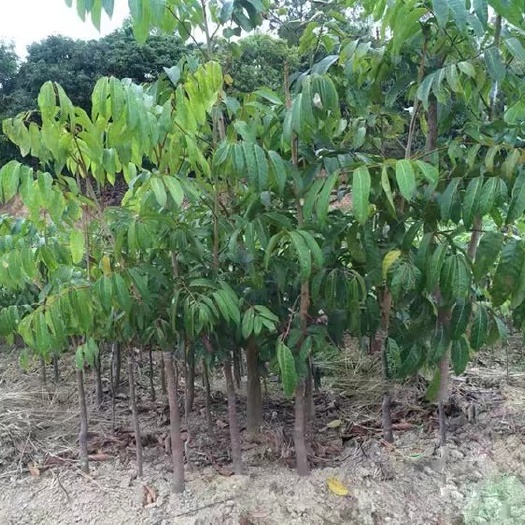 灵山县黄橄榄 