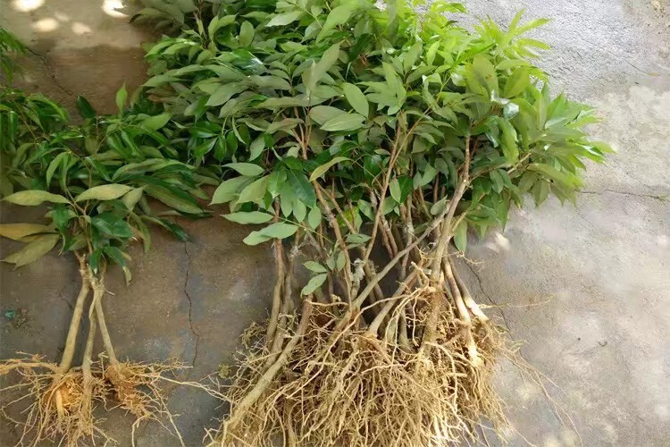 灵山县妃子笑荔枝苗 