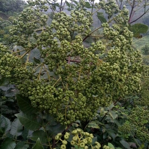 都安县吴茱萸 