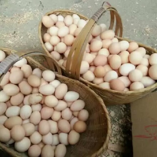 玉林初生蛋 食用 箱装