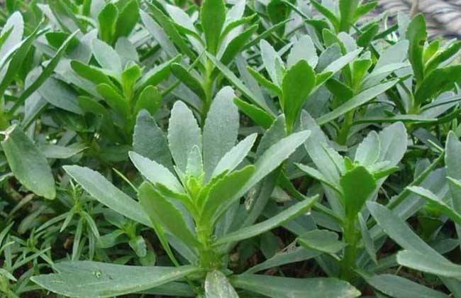 曹县救心菜