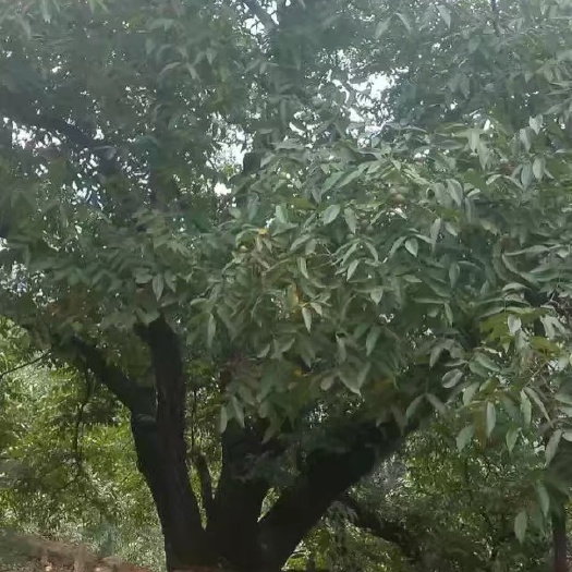 中山云南核桃