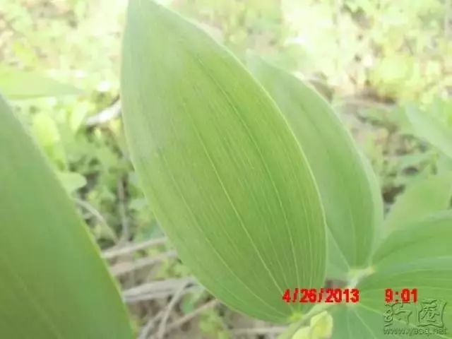恩施市黄精种苗 黄精
