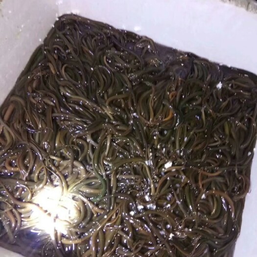 重庆市大斑鳝 