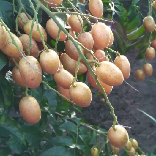 灵山县鸡心黄皮苗