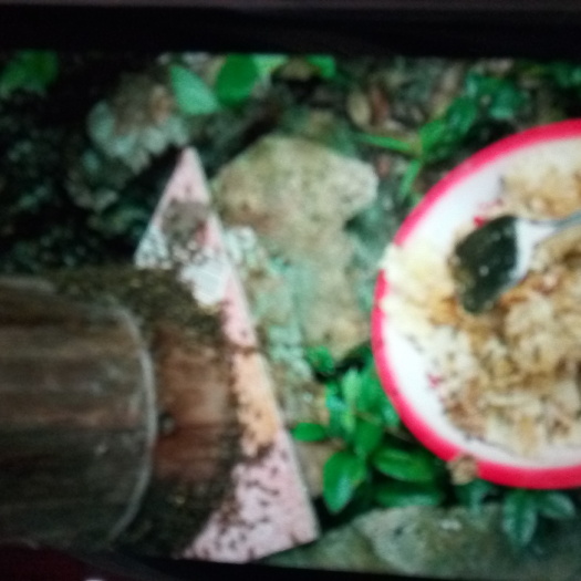 遂昌县土蜂蜜 塑料瓶装  2年以上