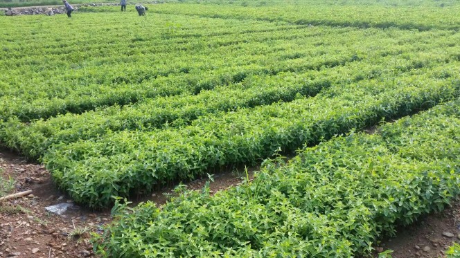 北花一号 30~40公分