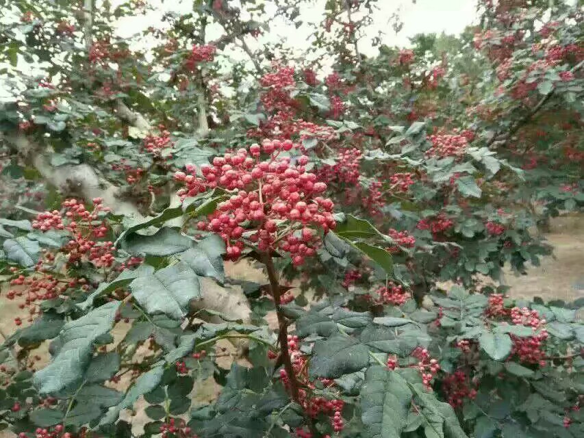 黄盖狮子头
