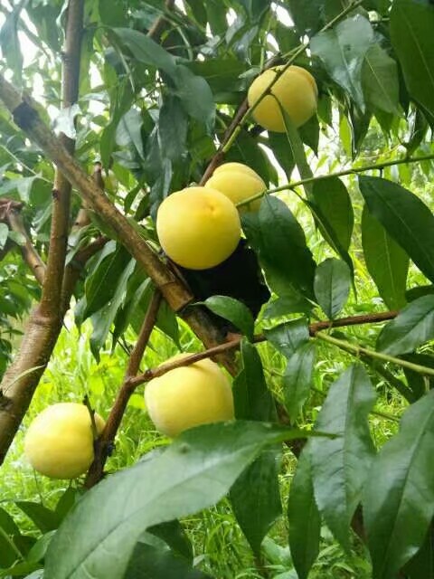 桂东高山黄桃 45mm以上 3 - 4两 