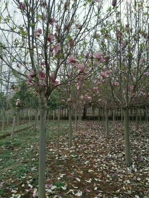 南召县红玉兰地径10公分180元