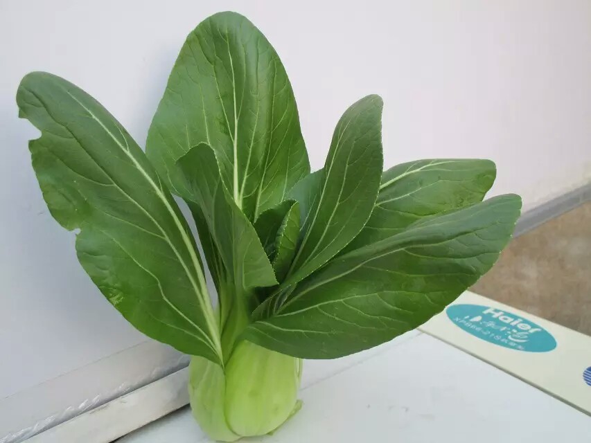青梗菜种子 丰冠青梗菜