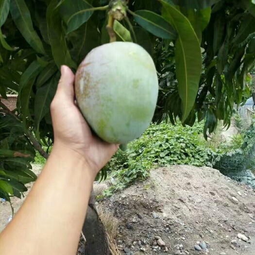 灵山县金煌芒果苗