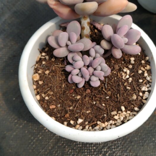 昆明桃蛋
